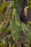 American burnweed